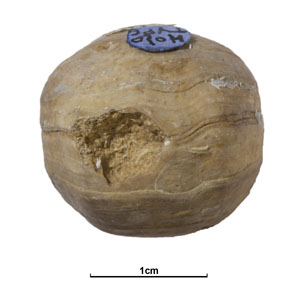 GB3D Type Fossils | High resolution photographs and digital models of ...