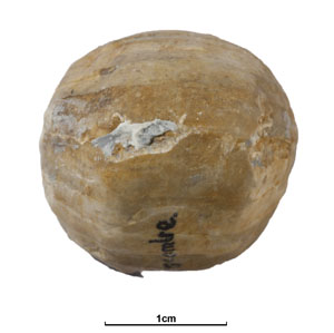 GB3D Type Fossils | High resolution photographs and digital models of ...