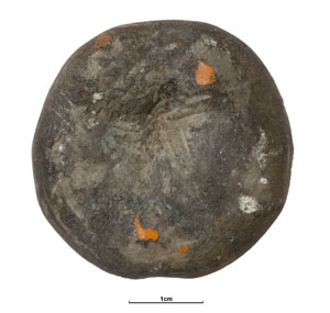 GB3D Type Fossils | High resolution photographs and digital models of ...