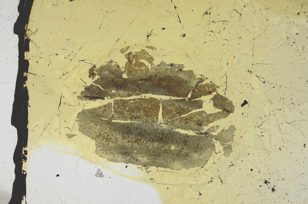 Plane Polarized, S3294