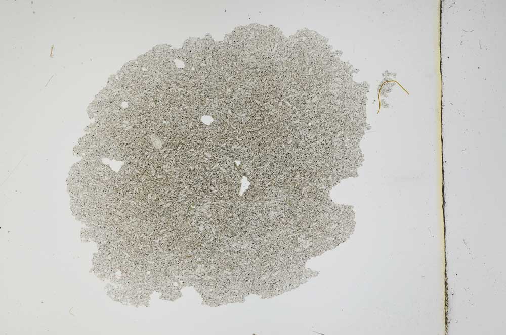 Plane Polarized, S3759