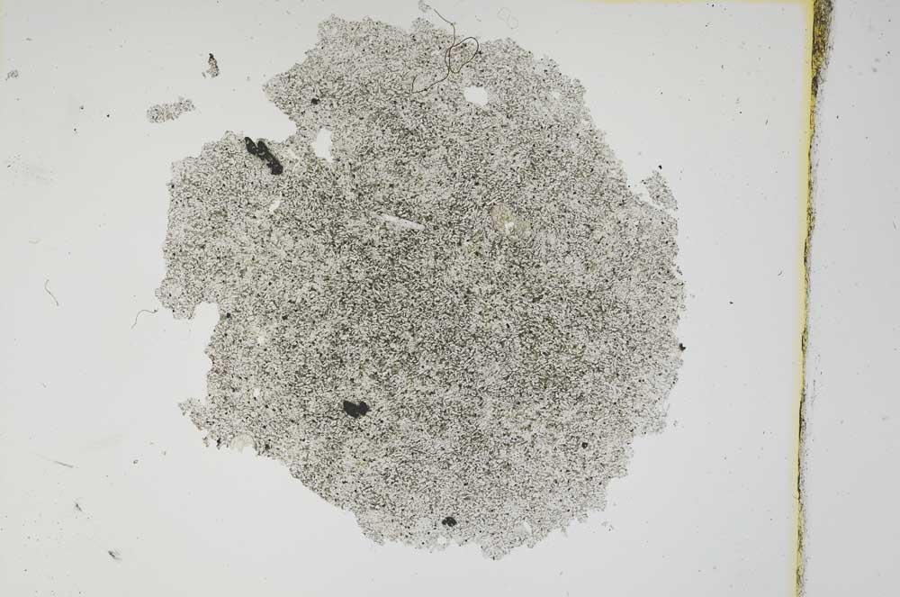 Plane Polarized, S3769