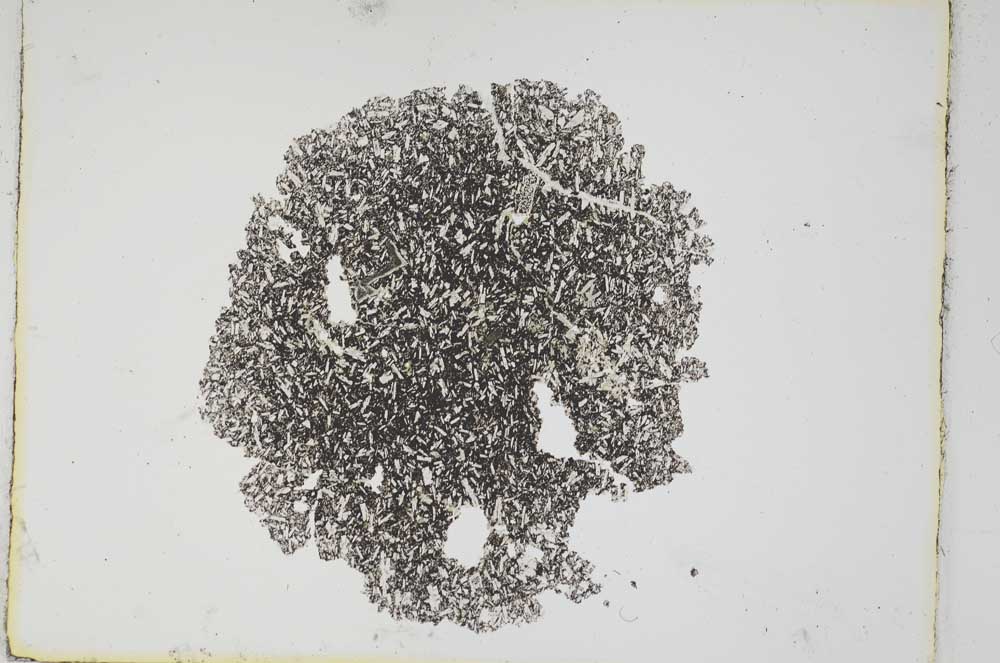 Plane Polarized, S3775