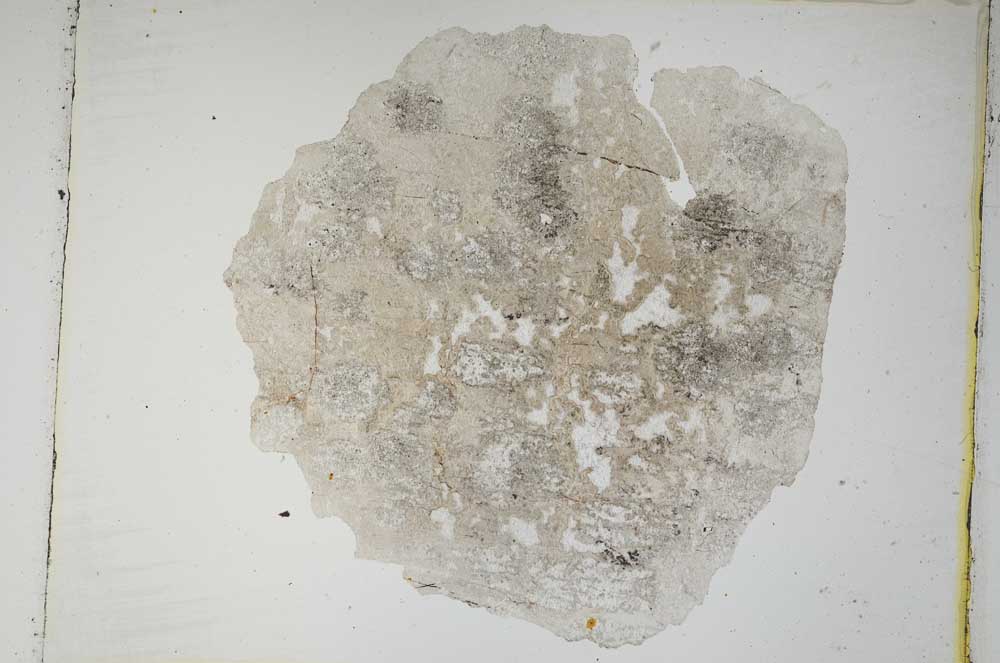 Plane Polarized, S3933