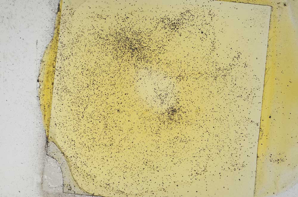 Plane Polarized, S4844/a