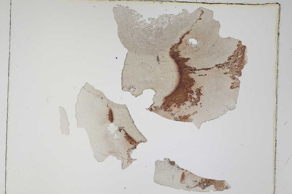 Plane Polarized, S4904