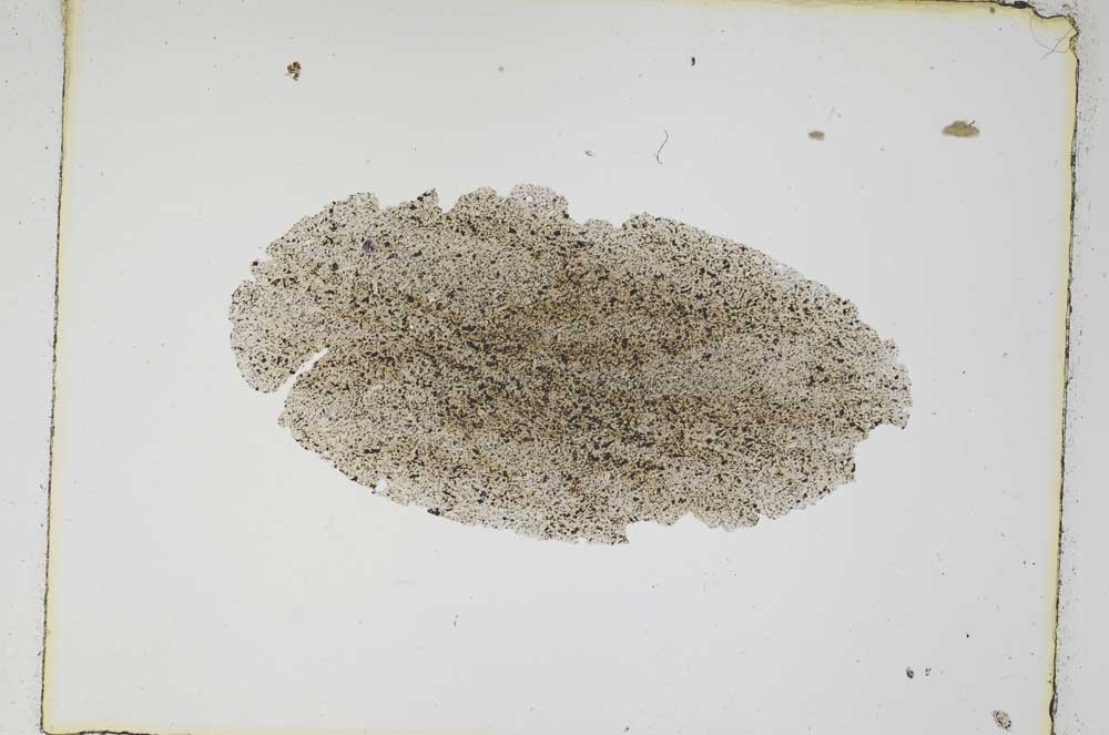 Plane Polarized, S4913