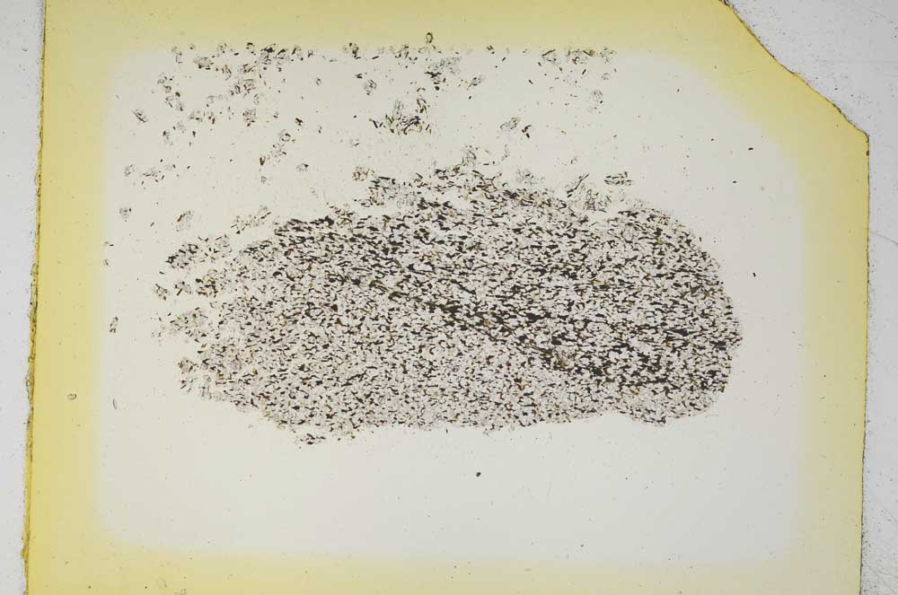 Plane Polarized, S5260