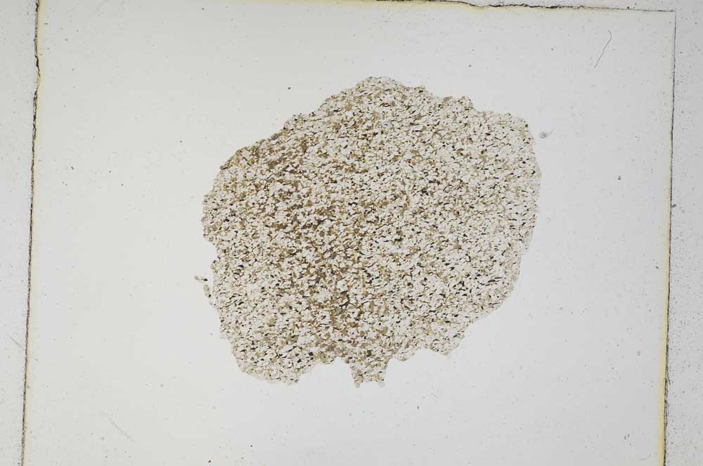 Plane Polarized, S5318