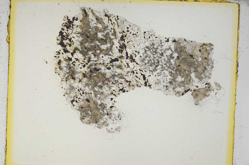 Plane Polarized, S5324/a