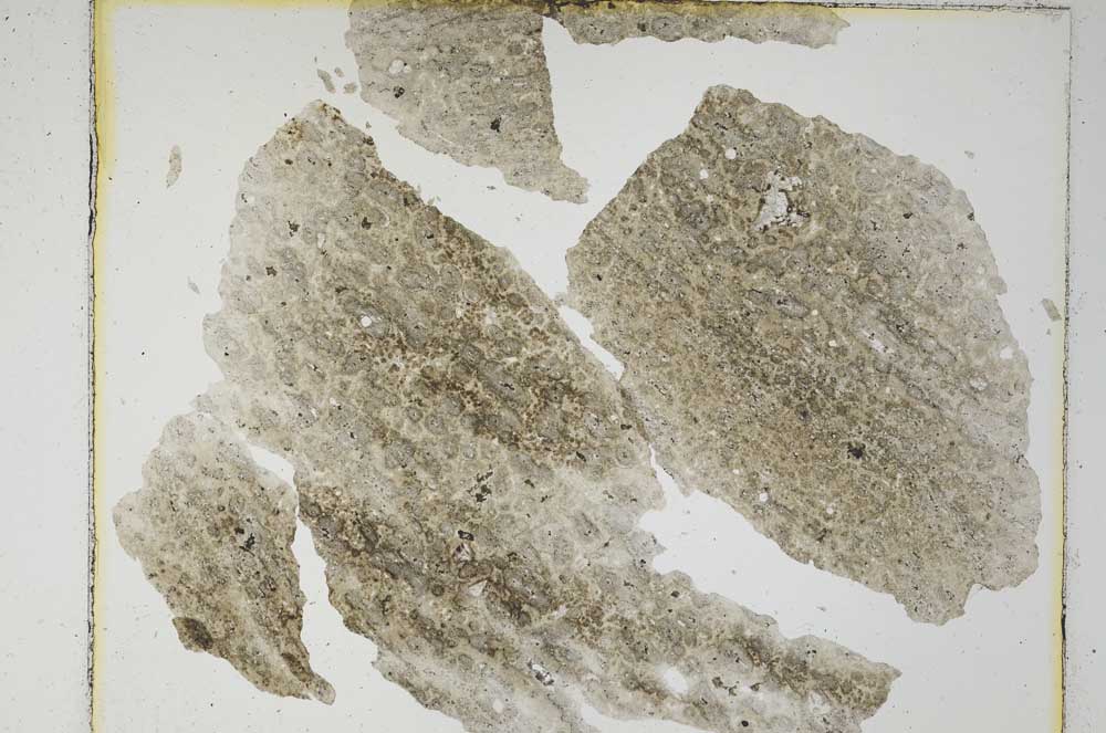 Plane Polarized, S6131