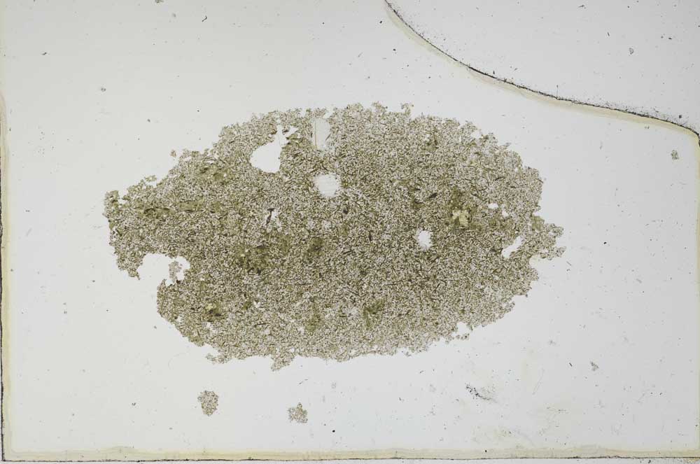 Plane Polarized, S6699