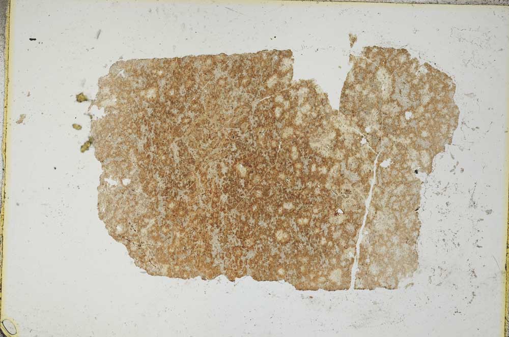 Plane Polarized, S8294