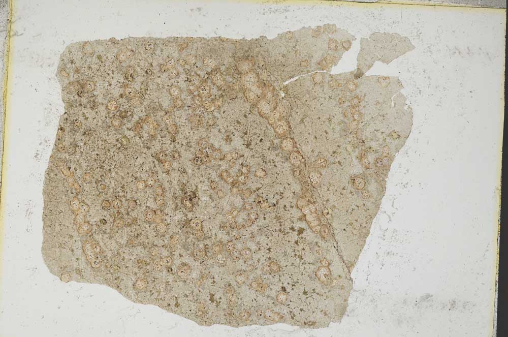 Plane Polarized, S8295