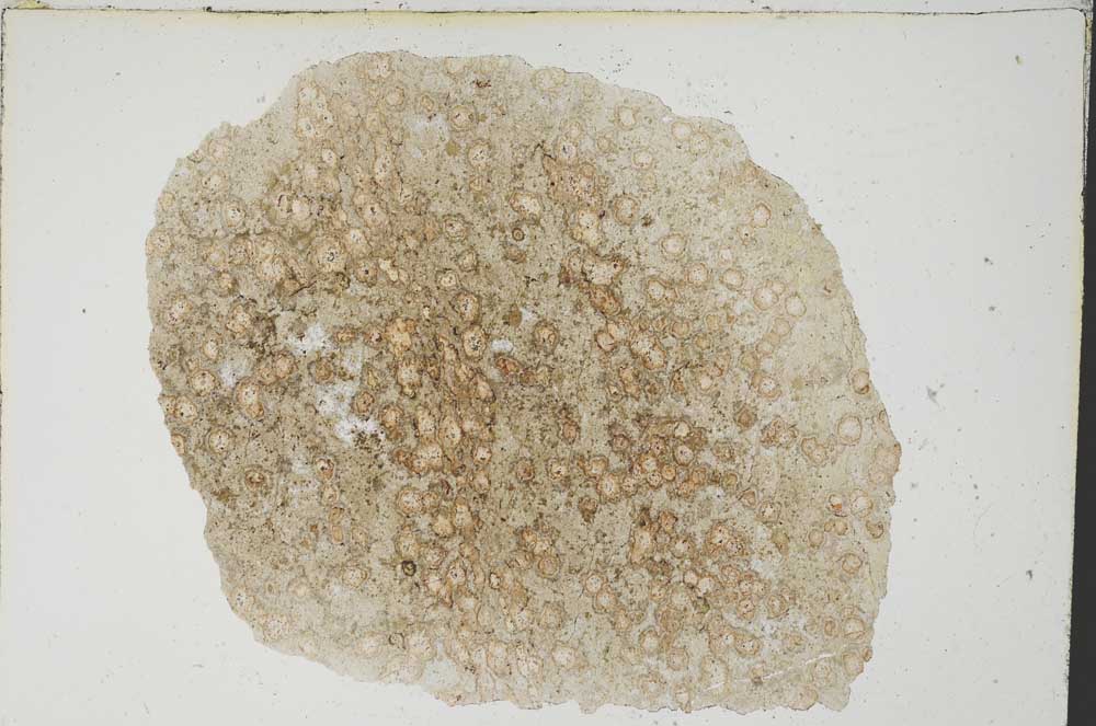 Plane Polarized, S8298