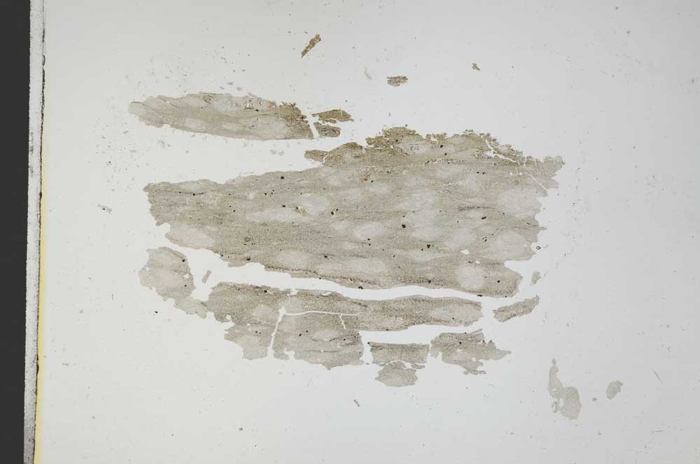 Plane Polarized, S8391