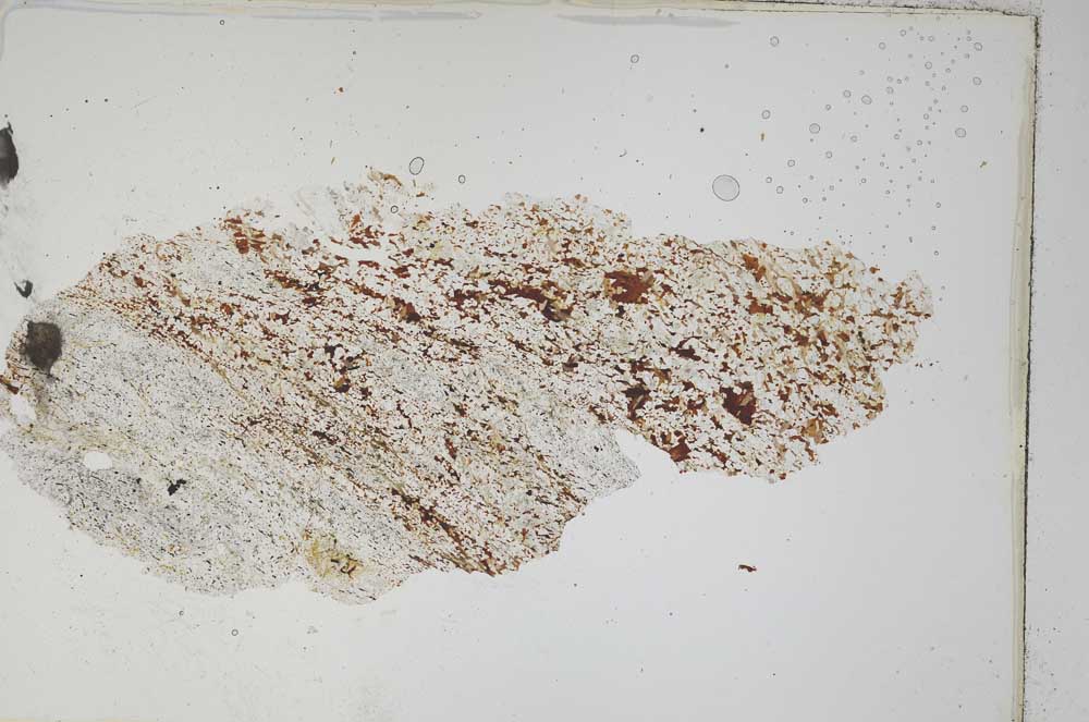 Plane Polarized, S8555