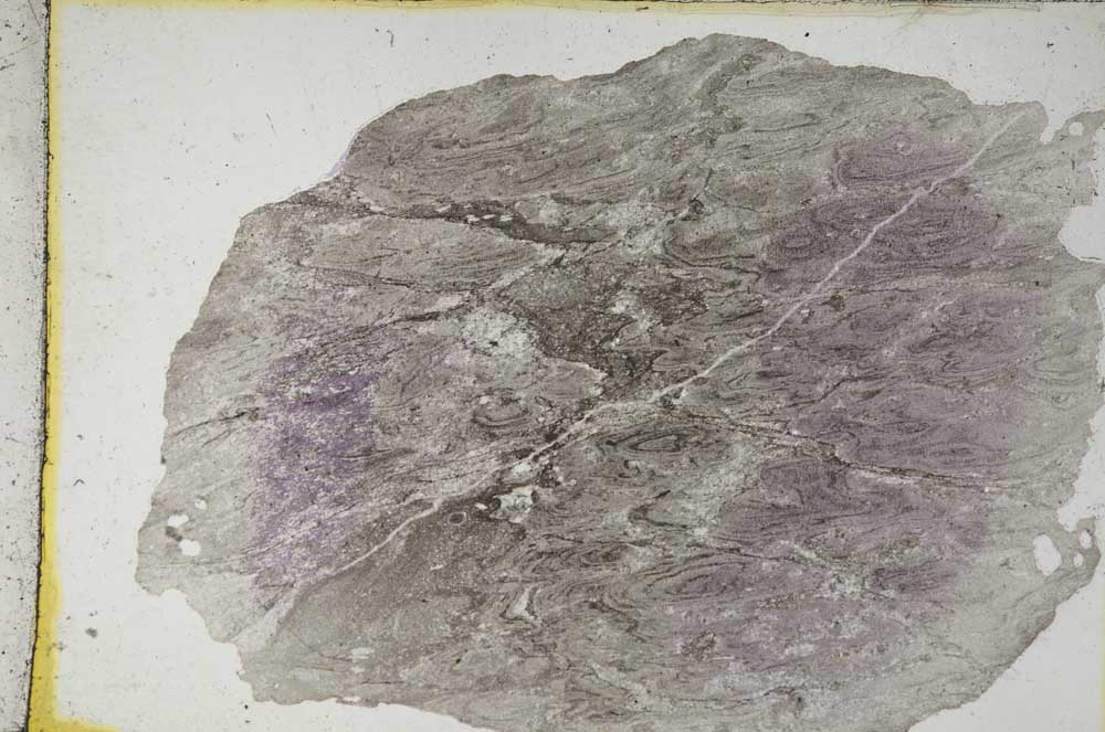 Plane Polarized, S8682