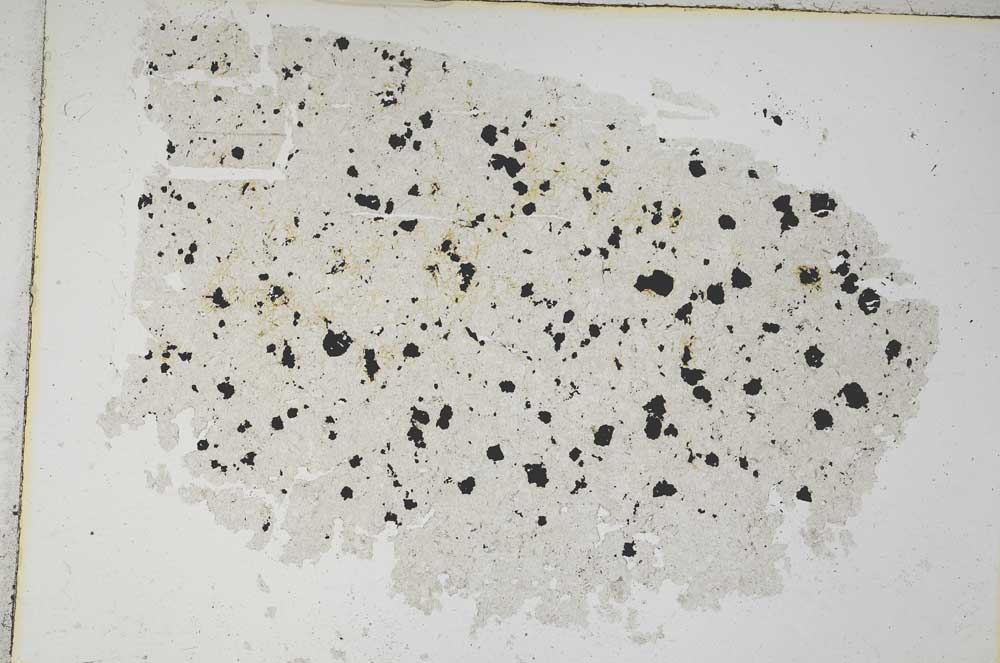 Plane Polarized, S8737