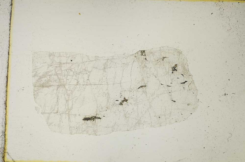 Plane Polarized, S8855