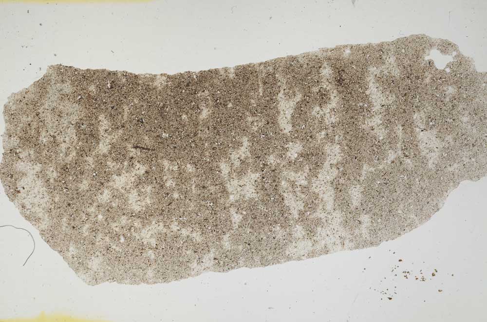 Plane Polarized, S296