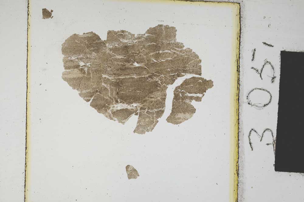 Plane Polarized, S305