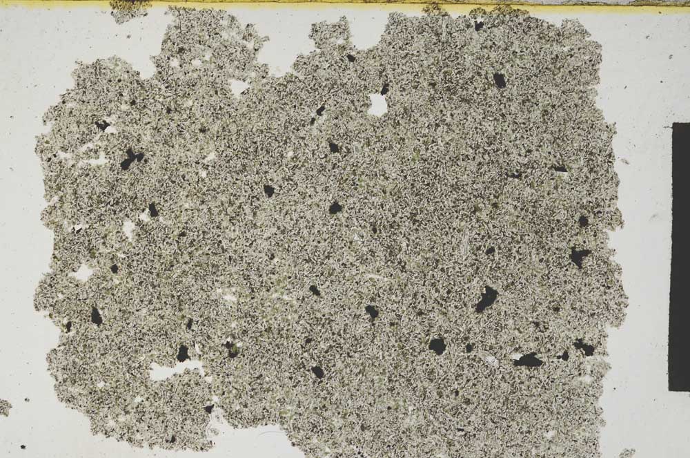 Plane Polarized, S371