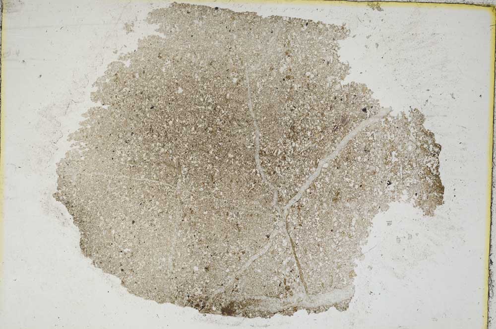 Plane Polarized, S8891