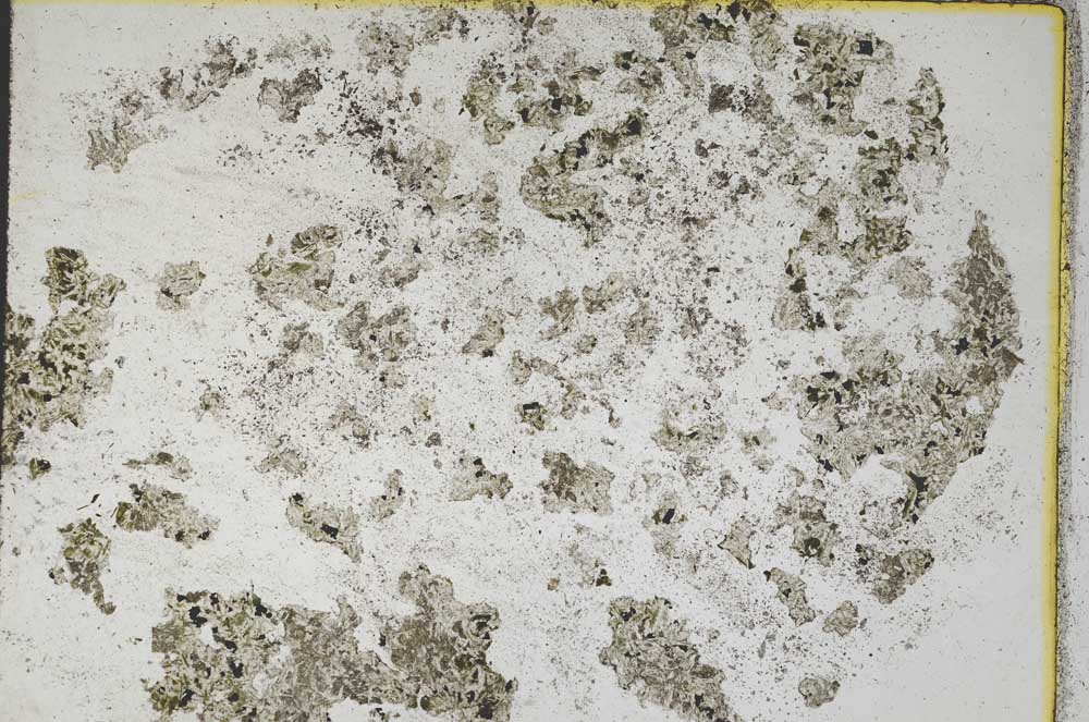 Plane Polarized, S8904