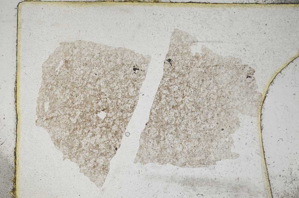 Plane Polarized, S9586