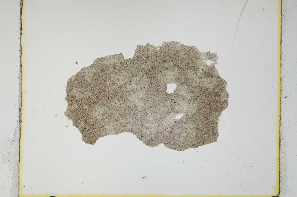 Plane Polarized, S559