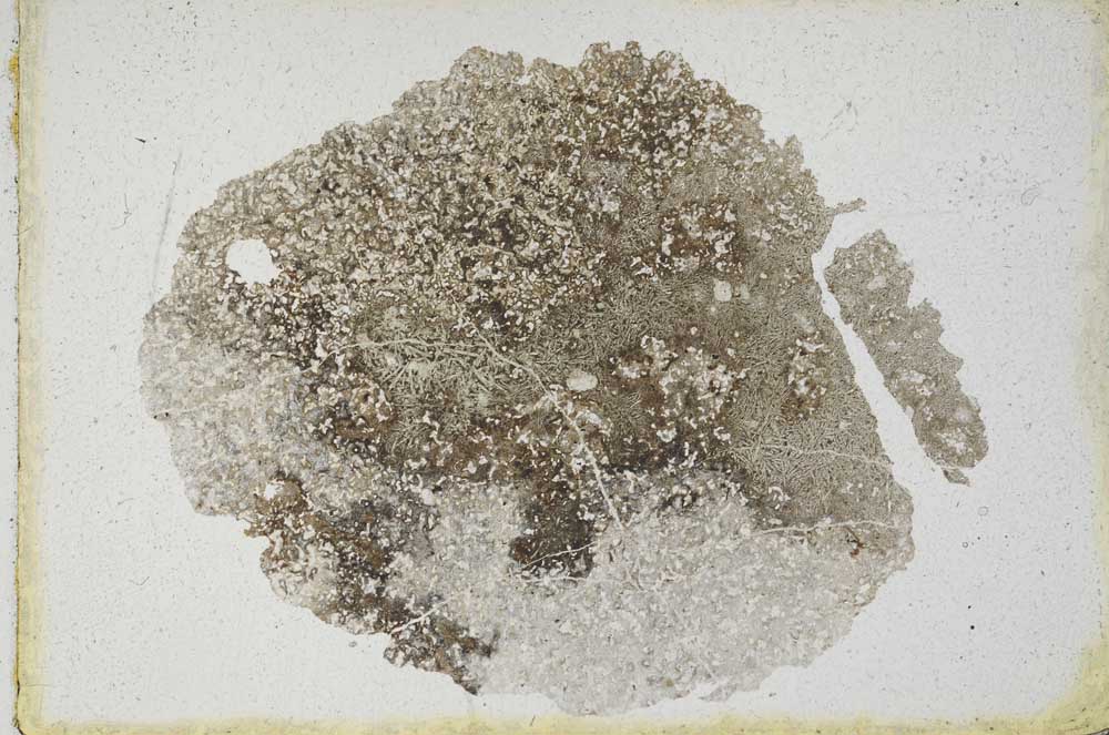 Plane Polarized, S10042