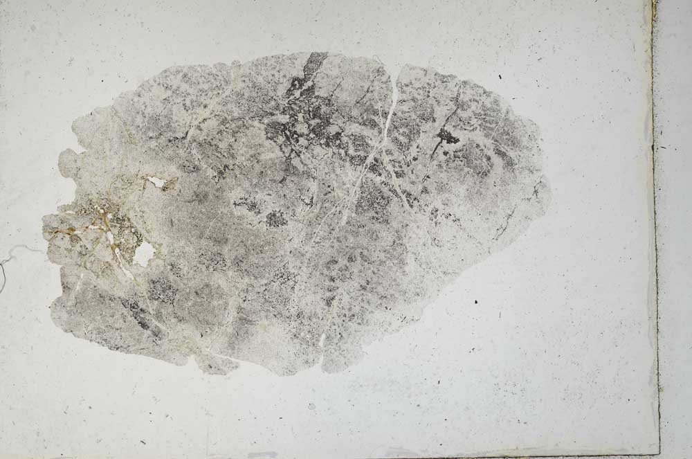 Plane Polarized, S10148