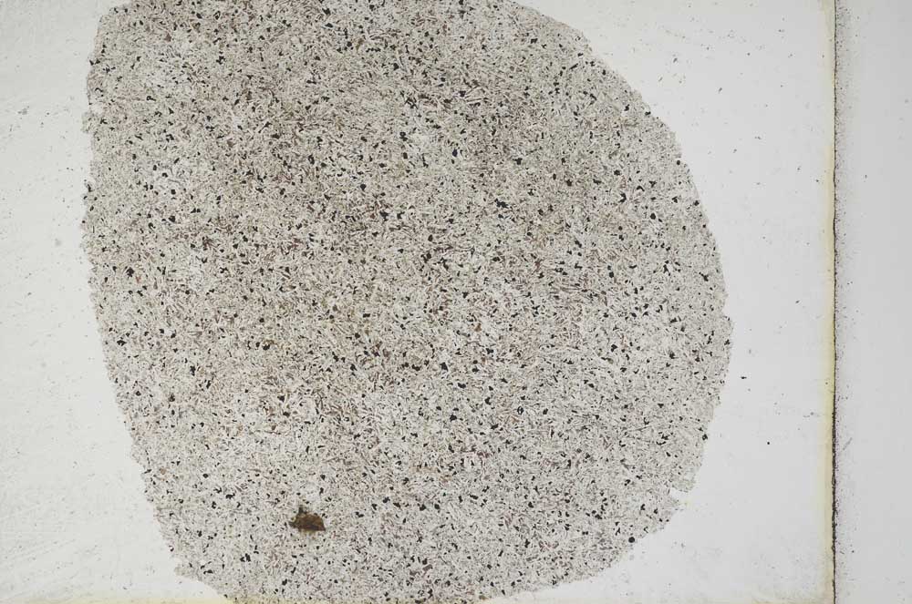 Plane Polarized, S10257