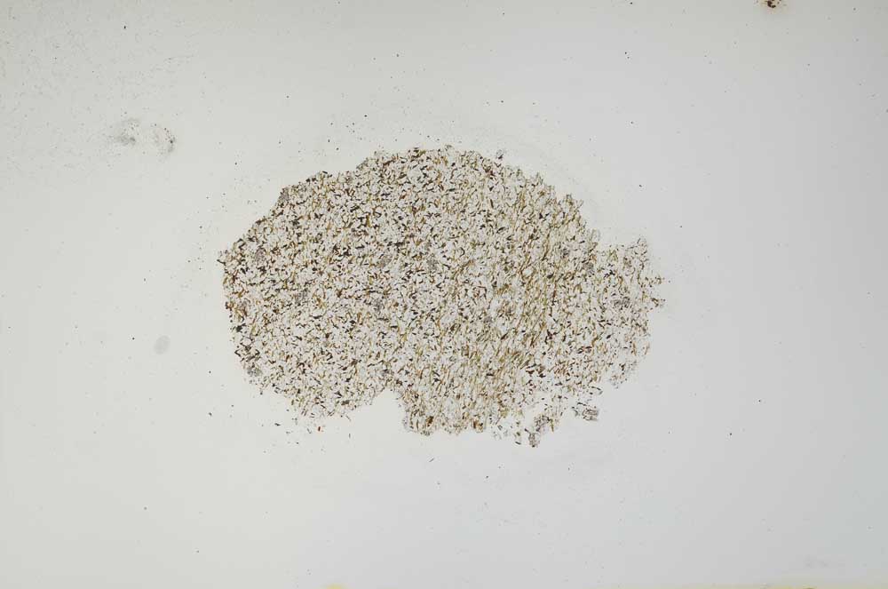 Plane Polarized, S929