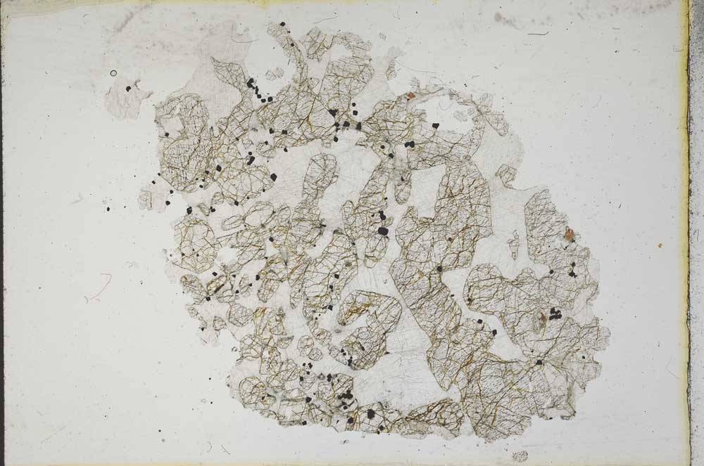 Plane Polarized, S10461