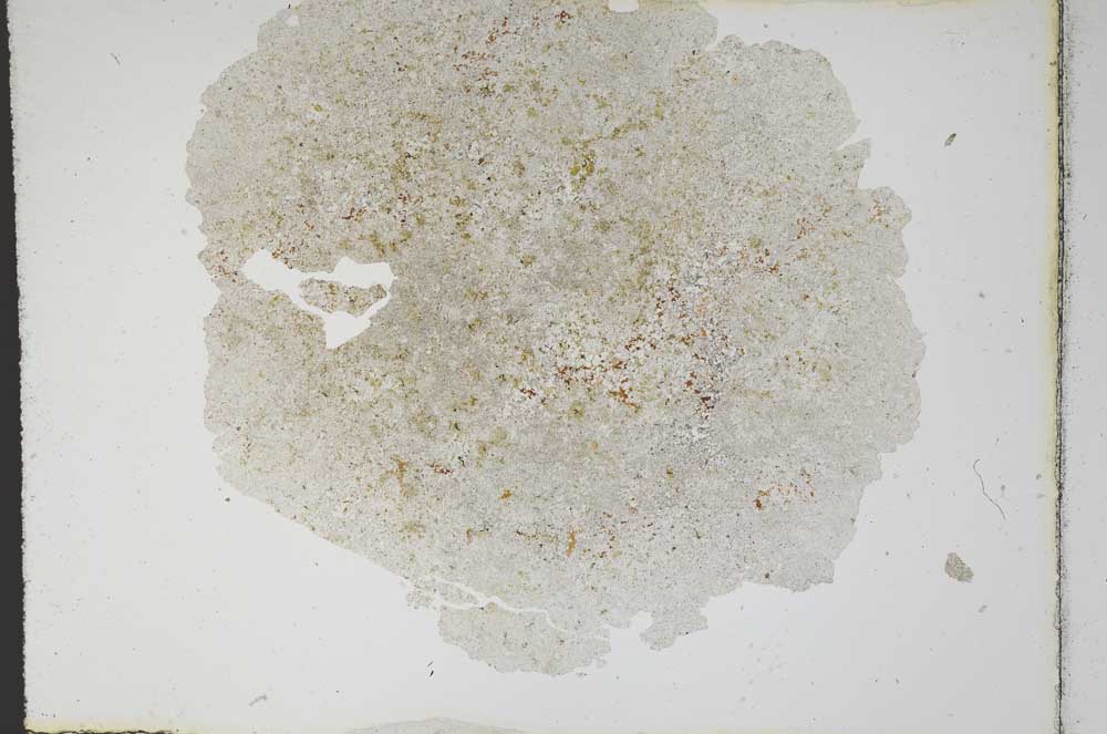 Plane Polarized, S10485