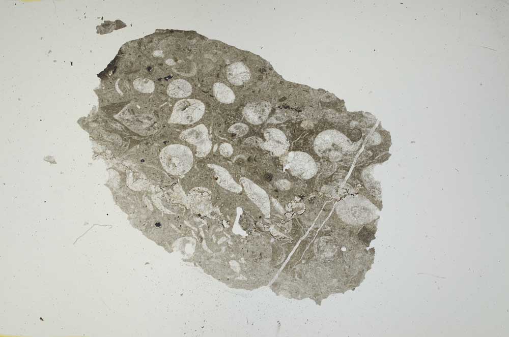 Plane Polarized, S1136