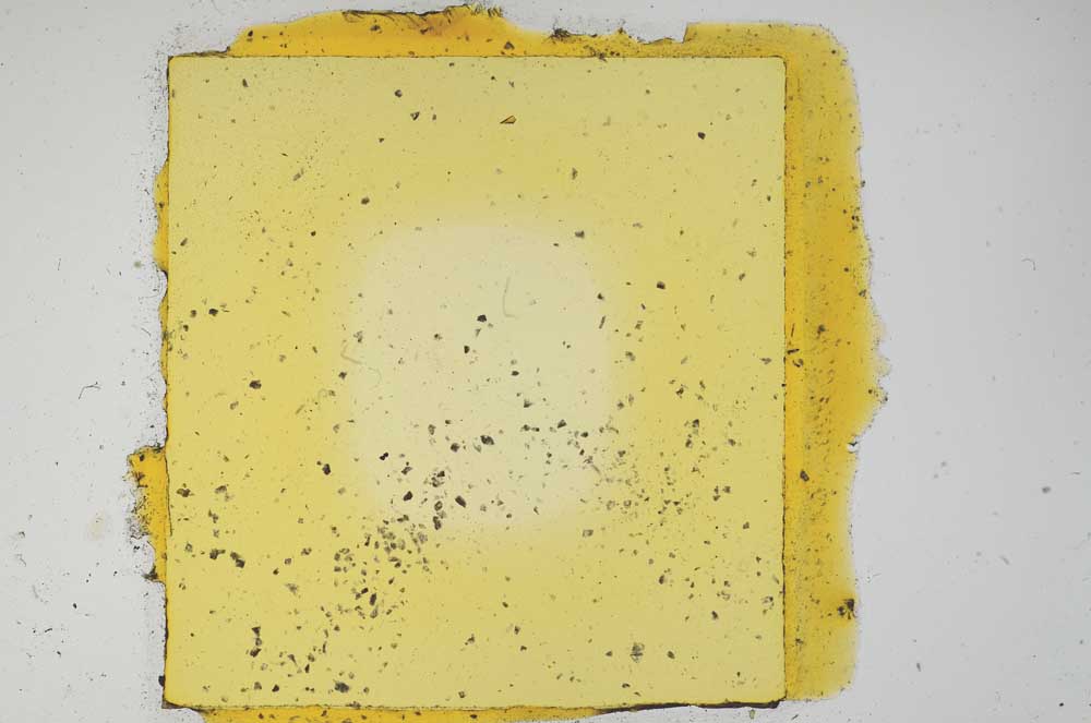 Plane Polarized, S1230