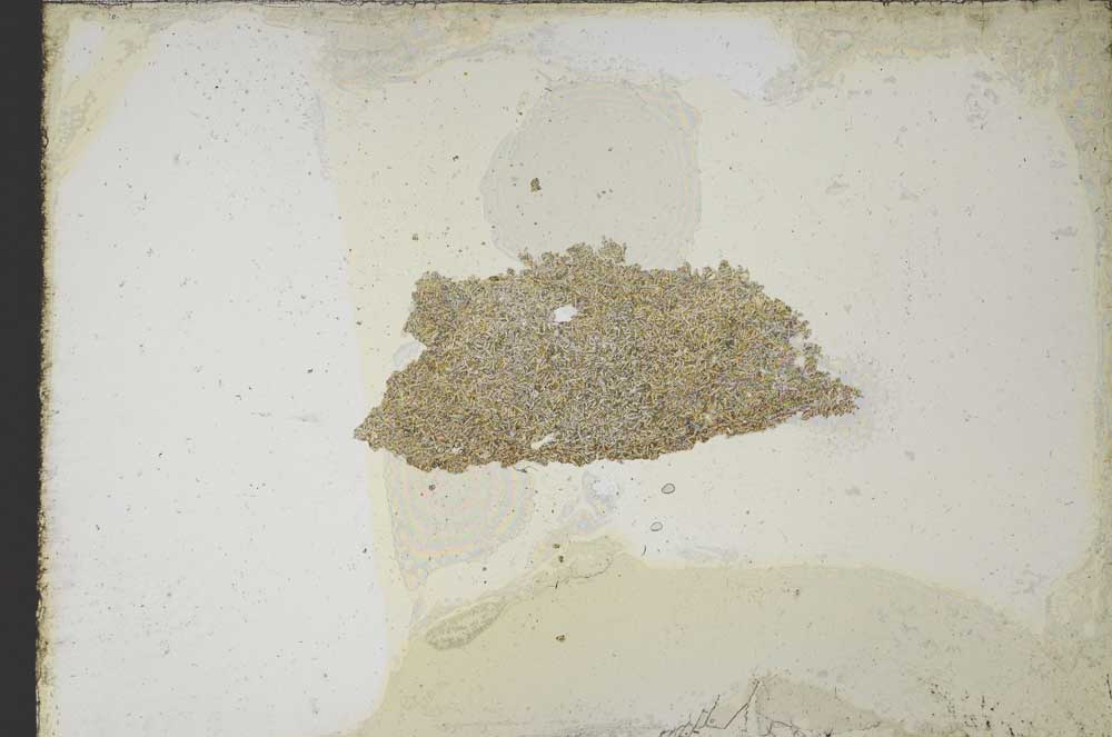 Plane Polarized, S10763