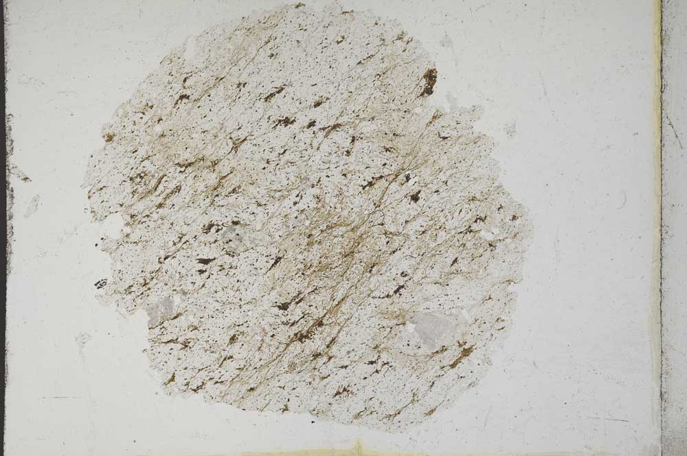 Plane Polarized, S10786