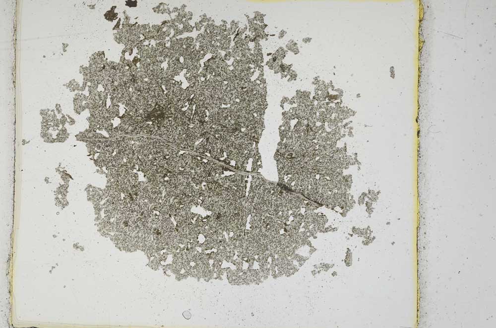Plane Polarized, S10840