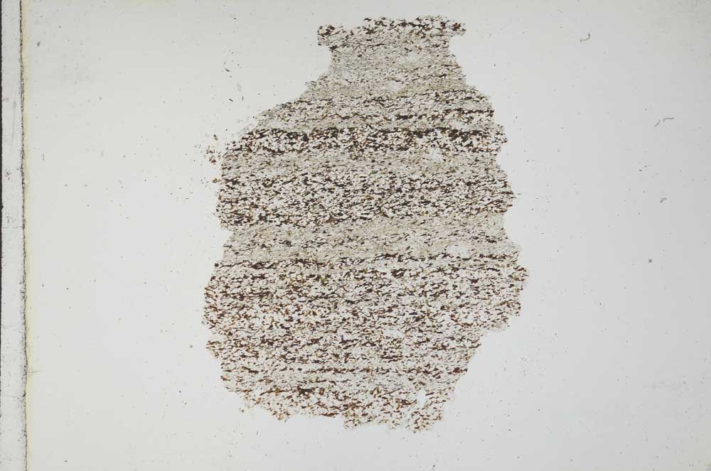 Plane Polarized, S10917