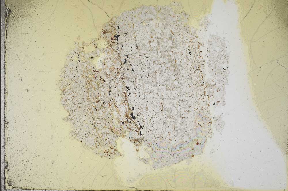 Plane Polarized, S11011