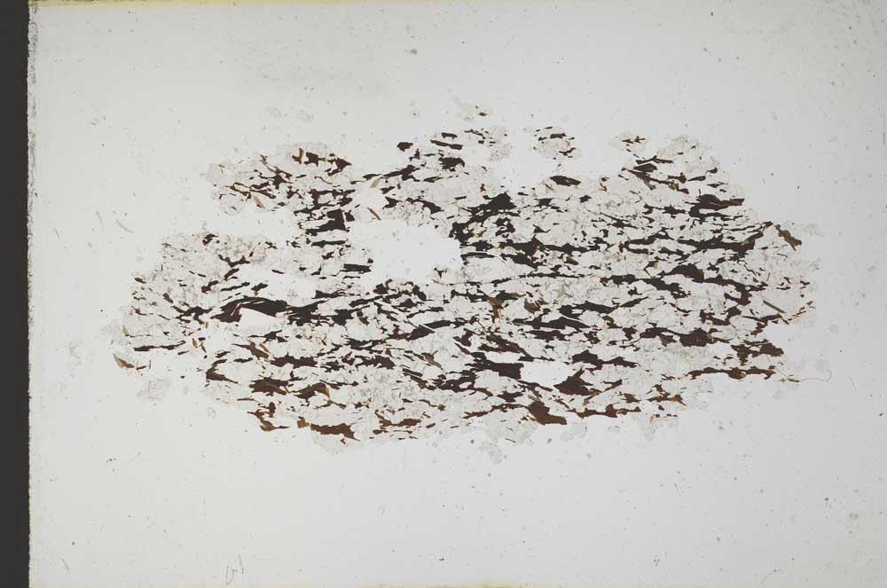 Plane Polarized, S11013