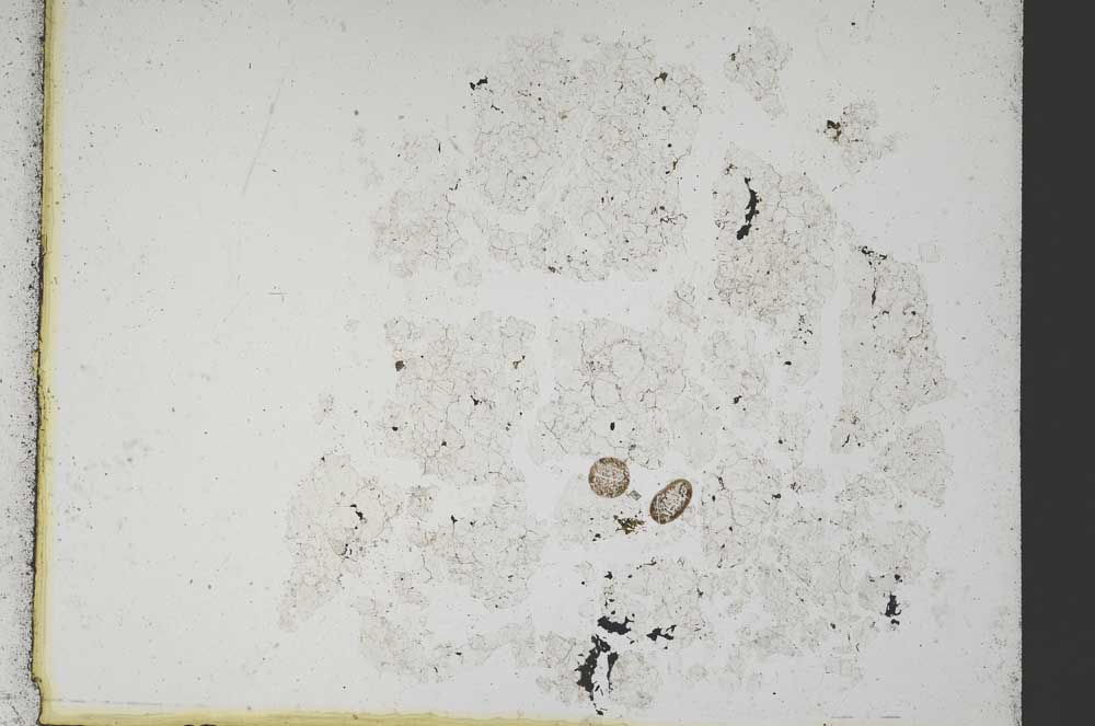 Plane Polarized, S11017