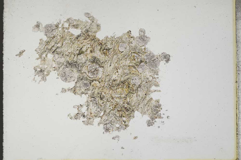 Plane Polarized, S11023