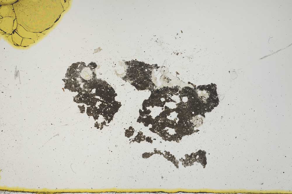 Plane Polarized, S1488
