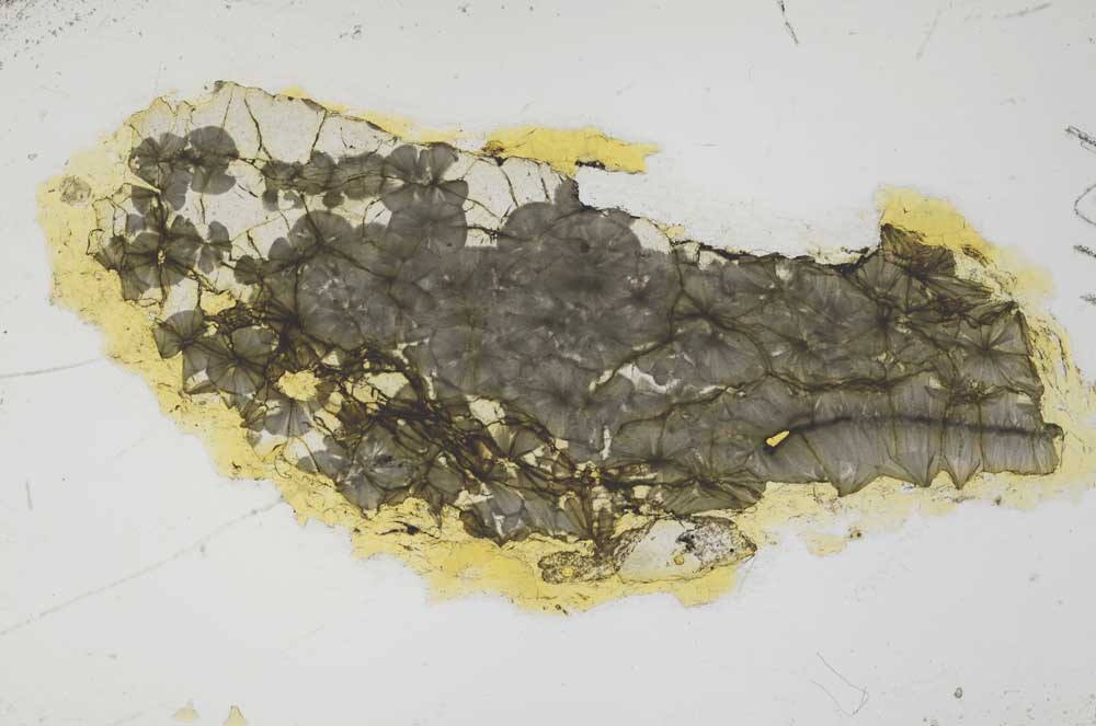 Plane Polarized, S1491