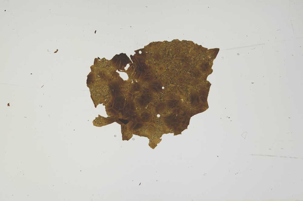 Plane Polarized, S1499